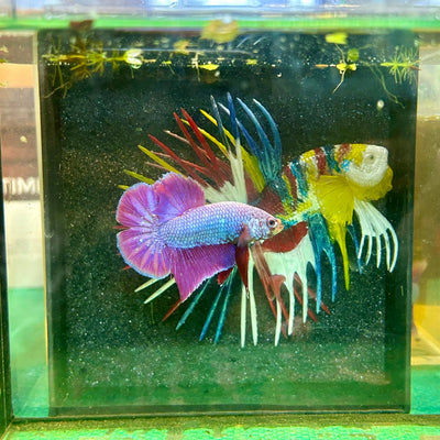 Purple Pink Plakat - Male Betta 103