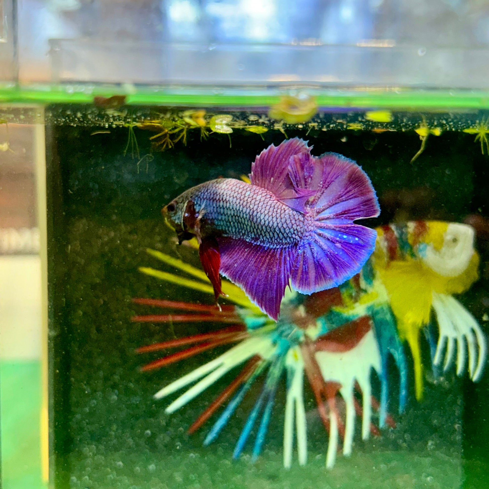 Purple Pink Plakat - Male Betta 103