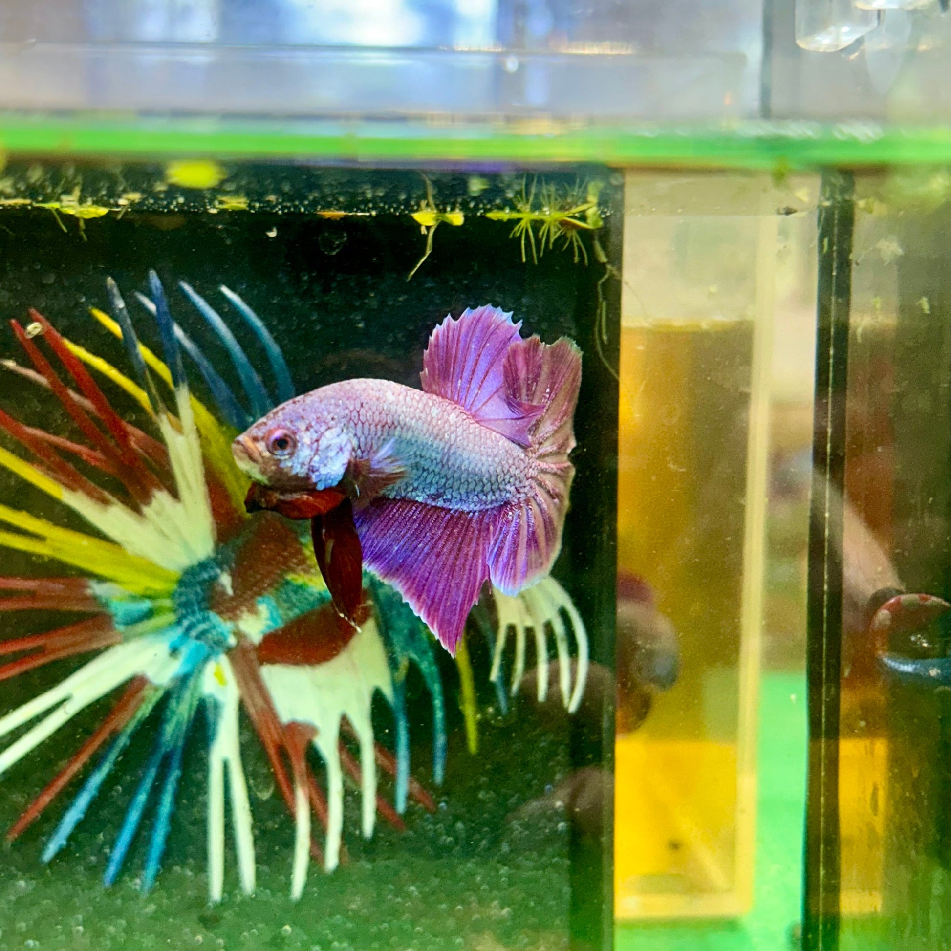 Purple Pink Plakat - Male Betta 103