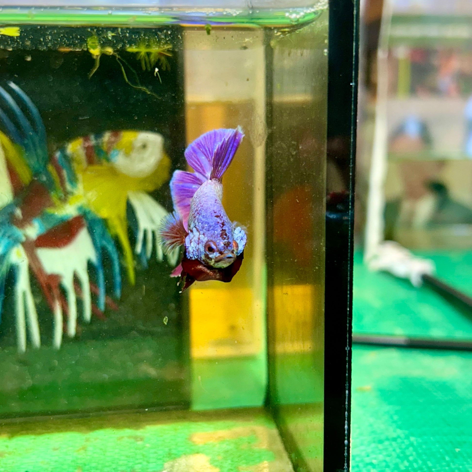 Purple Pink Plakat - Male Betta 103