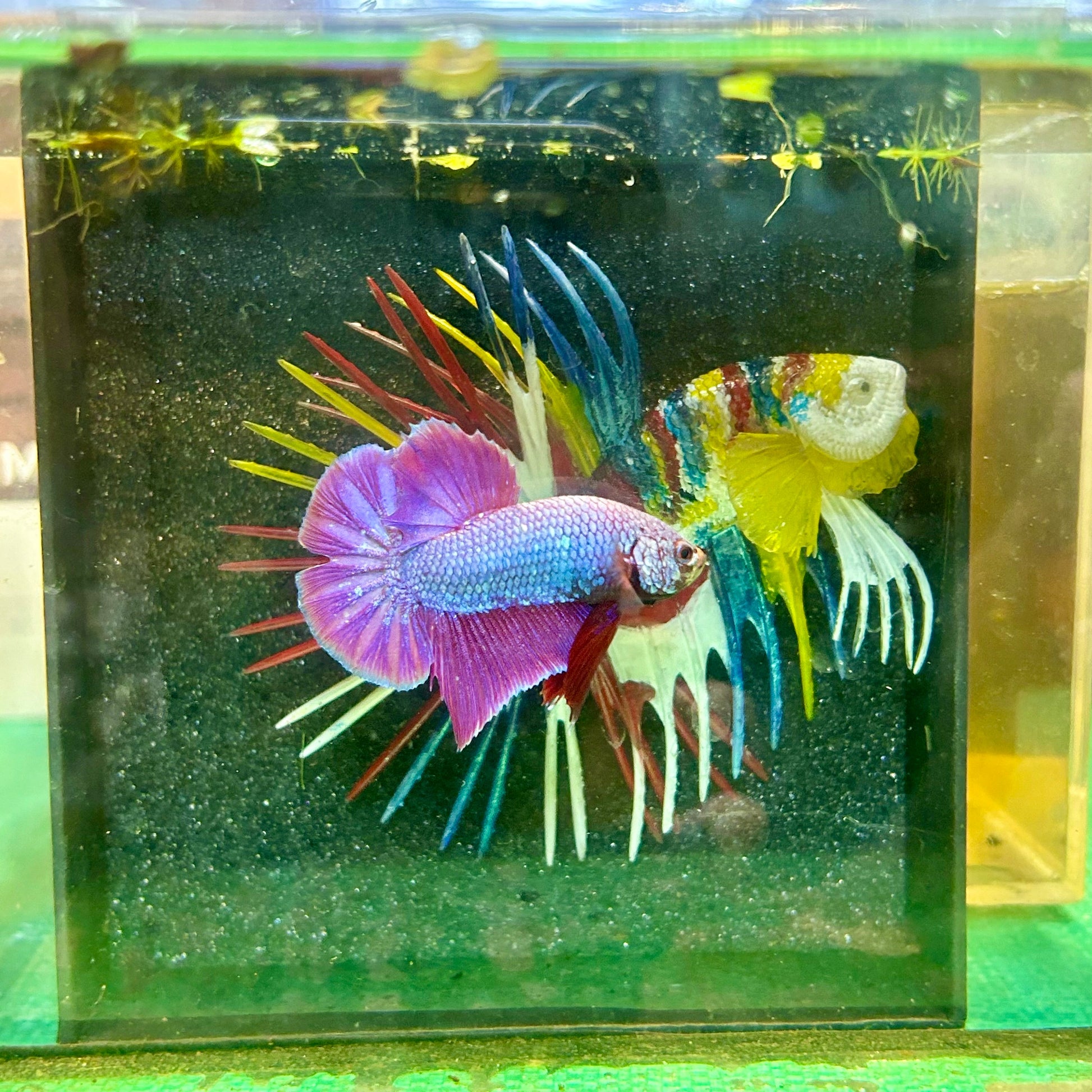 Purple Pink Plakat - Male Betta 103