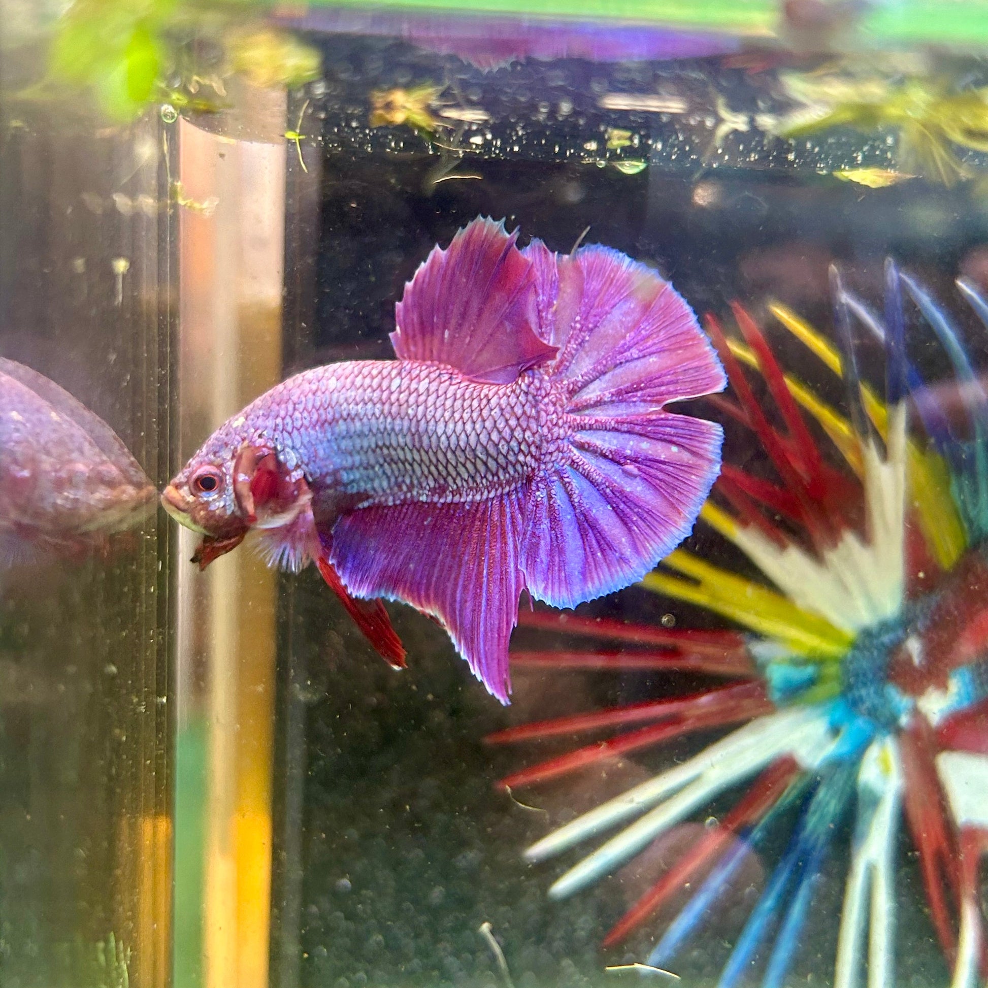 Purple Pink Plakat - Male Betta 103