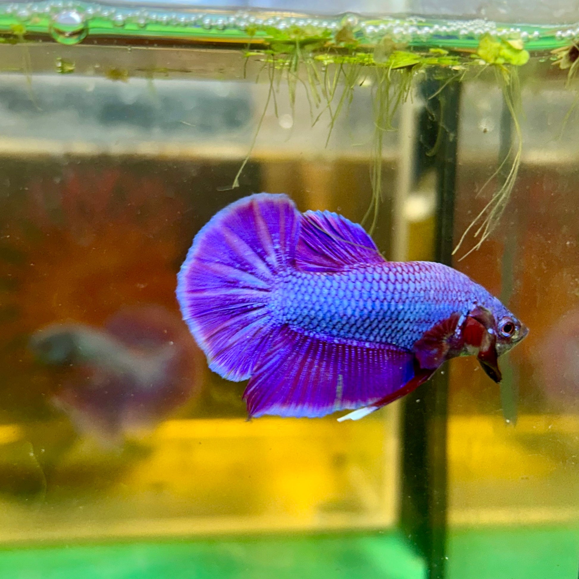 Purple Pink Plakat - Male Betta 129 Breeder Grade