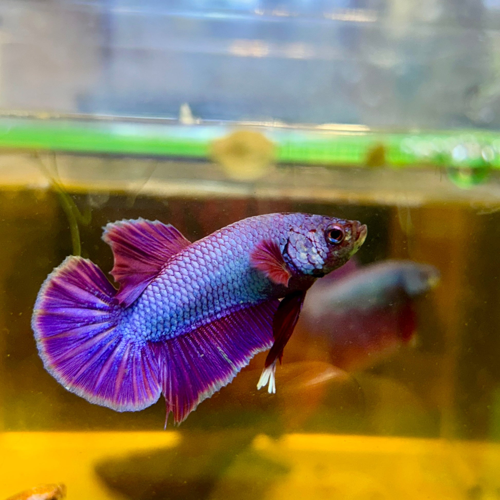 Purple Pink Plakat - Male Betta 129 Breeder Grade