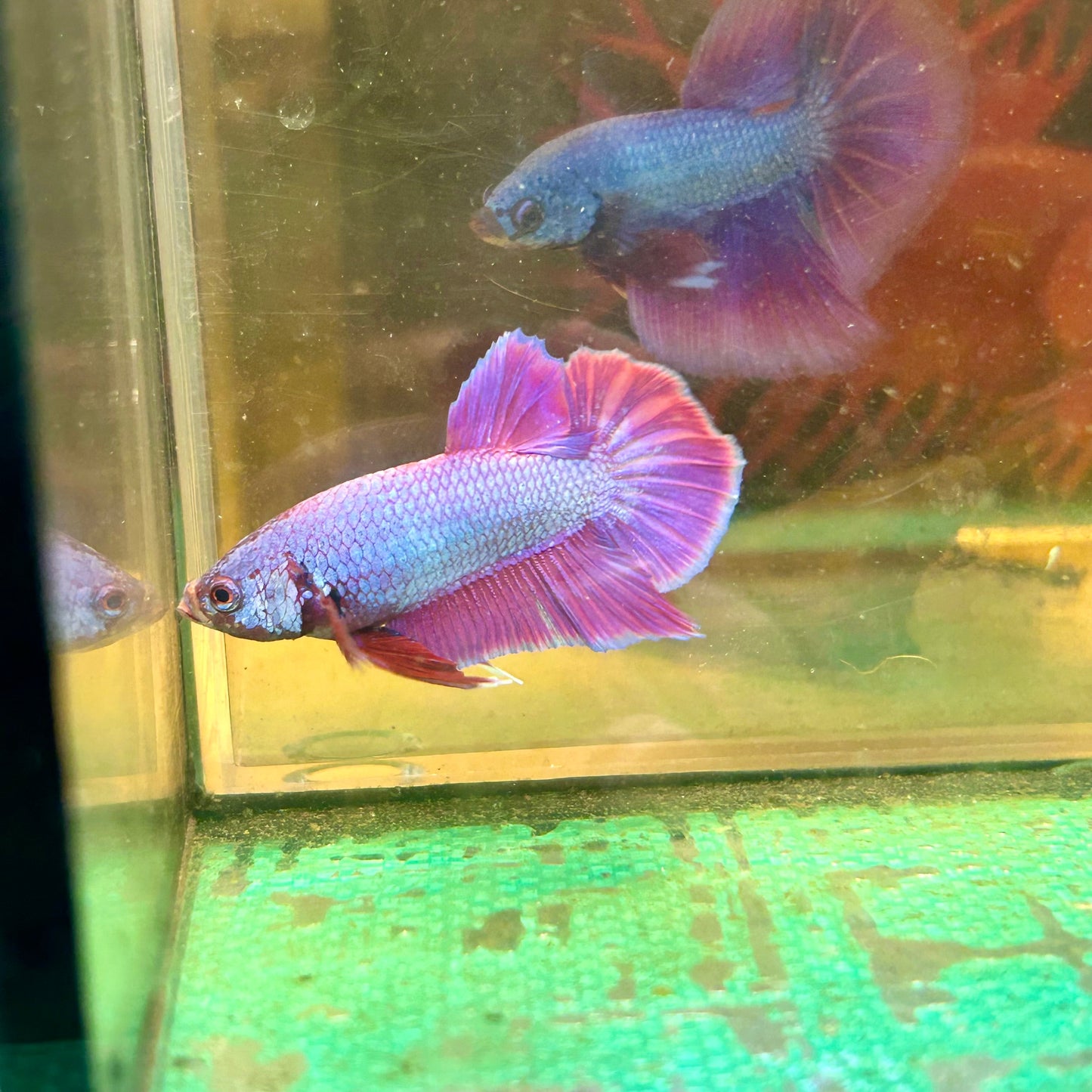 Purple Pink Plakat - Male Betta 129 Breeder Grade