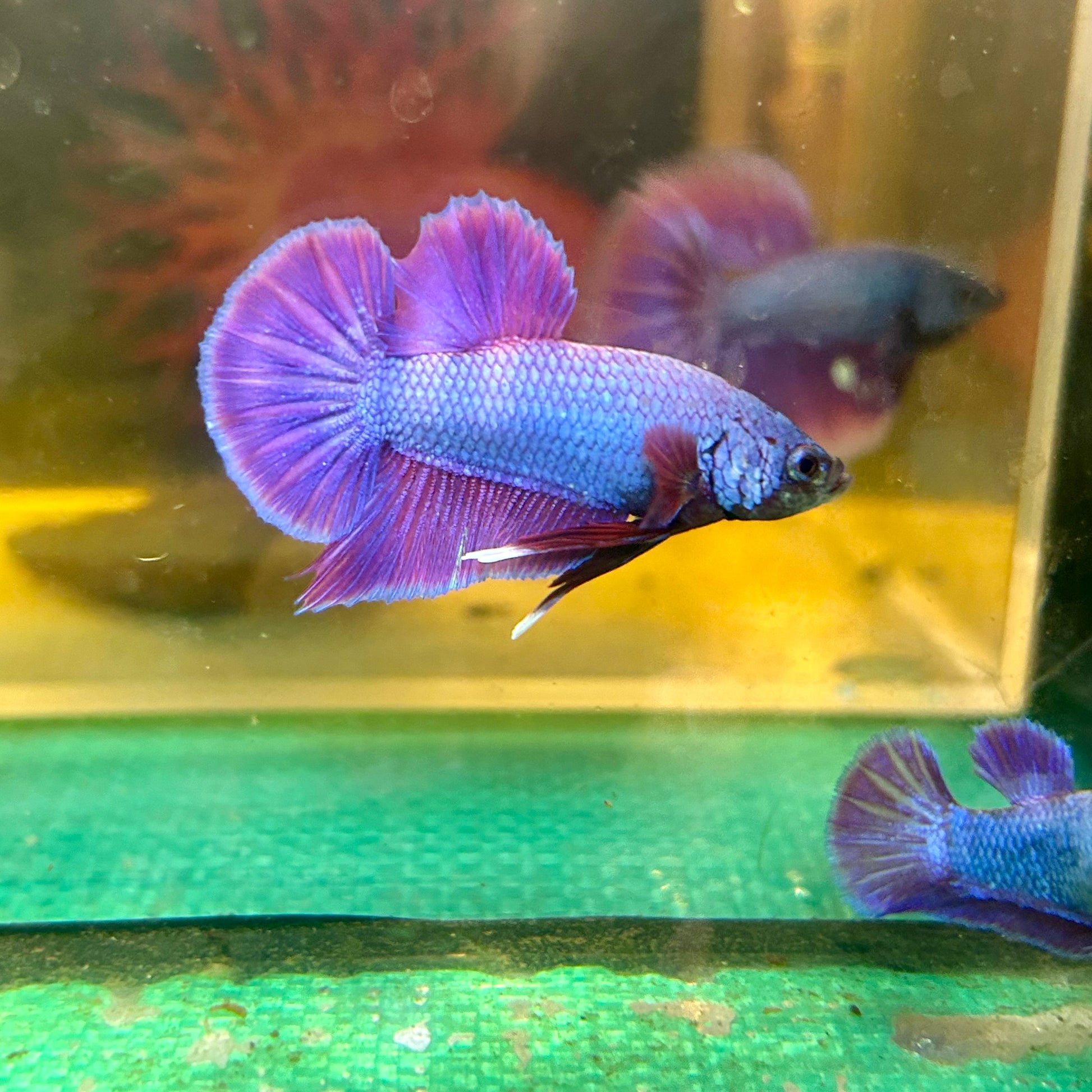 Purple Pink Plakat - Male Betta 129 Breeder Grade