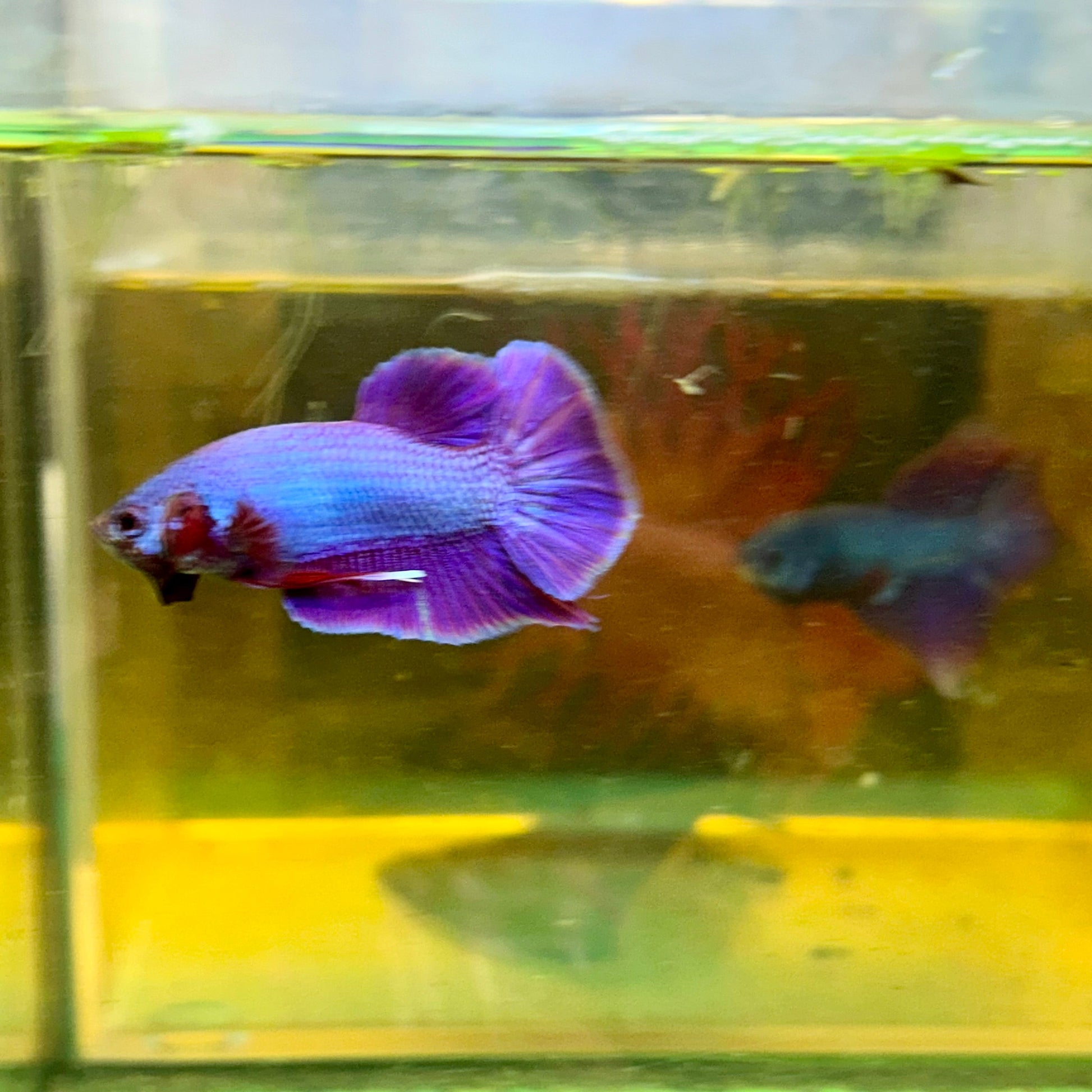 Purple Pink Plakat - Male Betta 129 Breeder Grade