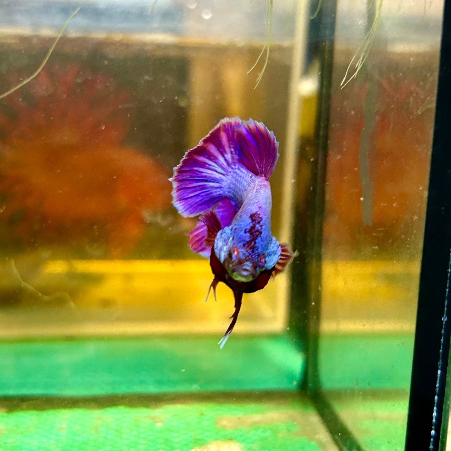 Purple Pink Plakat - Male Betta 129 Breeder Grade