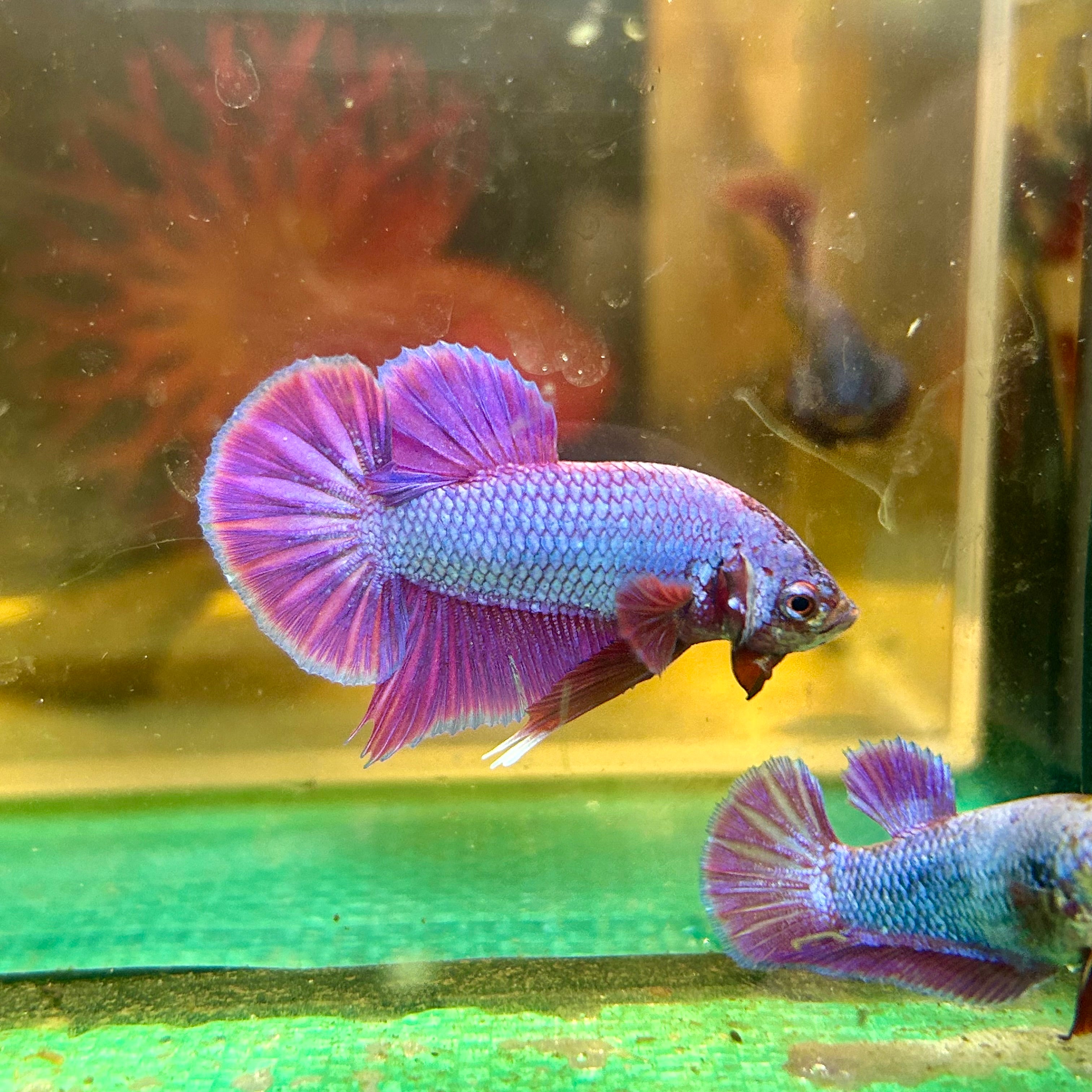 Pink female shops betta fish