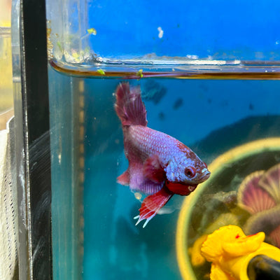 Purple Pink Plakat - Male Betta 133 Breeder Grade