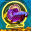 Purple Pink Plakat - Male Betta 133 Breeder Grade