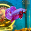 Purple Pink Plakat - Male Betta 133 Breeder Grade