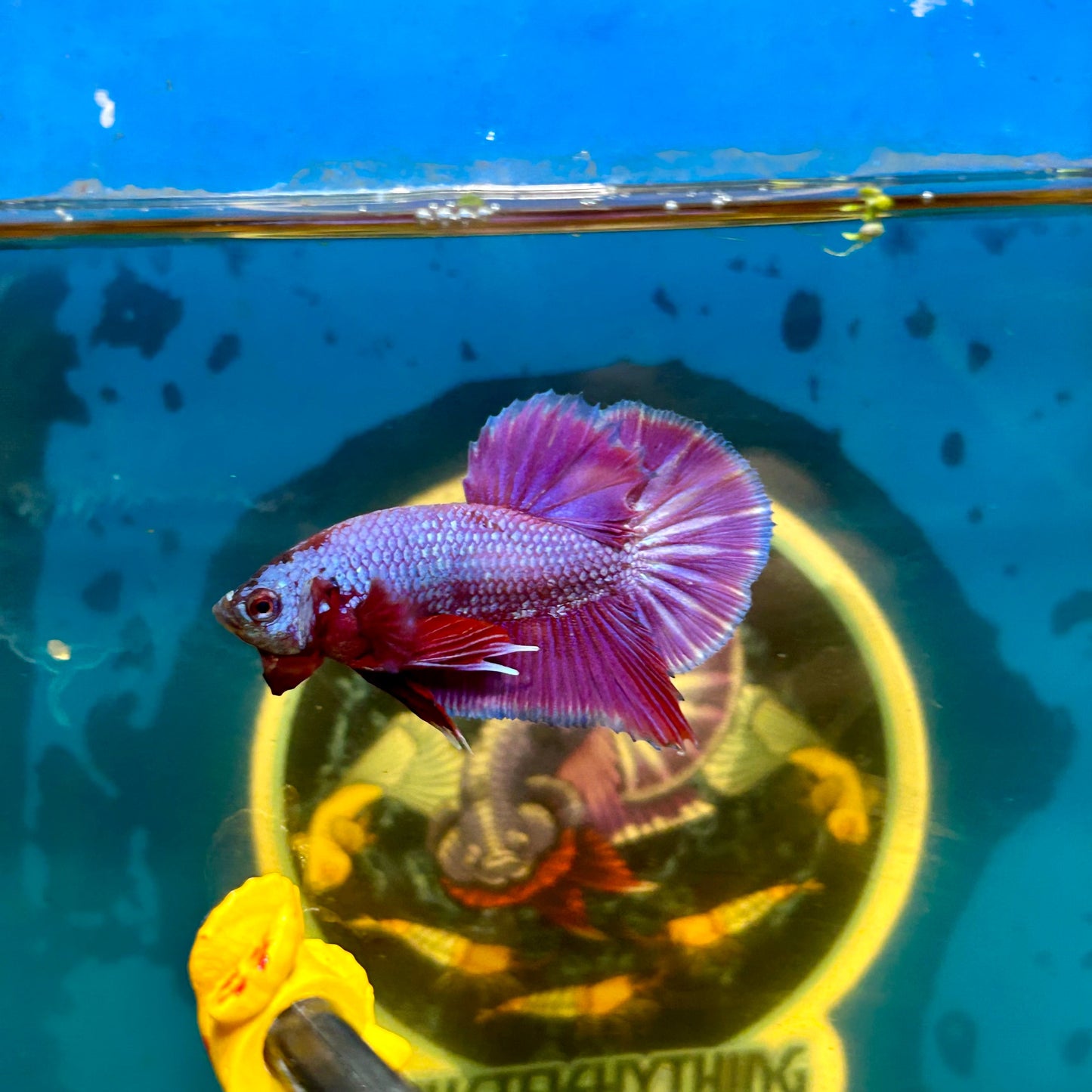 Purple Pink Plakat - Male Betta 133 Breeder Grade