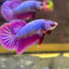 Purple Pink Plakat - Male Betta 140