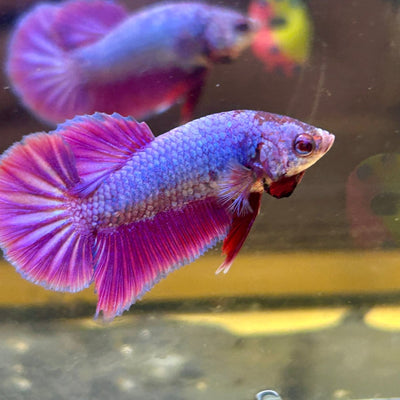Purple Pink Plakat - Male Betta 140