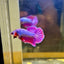 Purple Pink Plakat - Male Betta 140