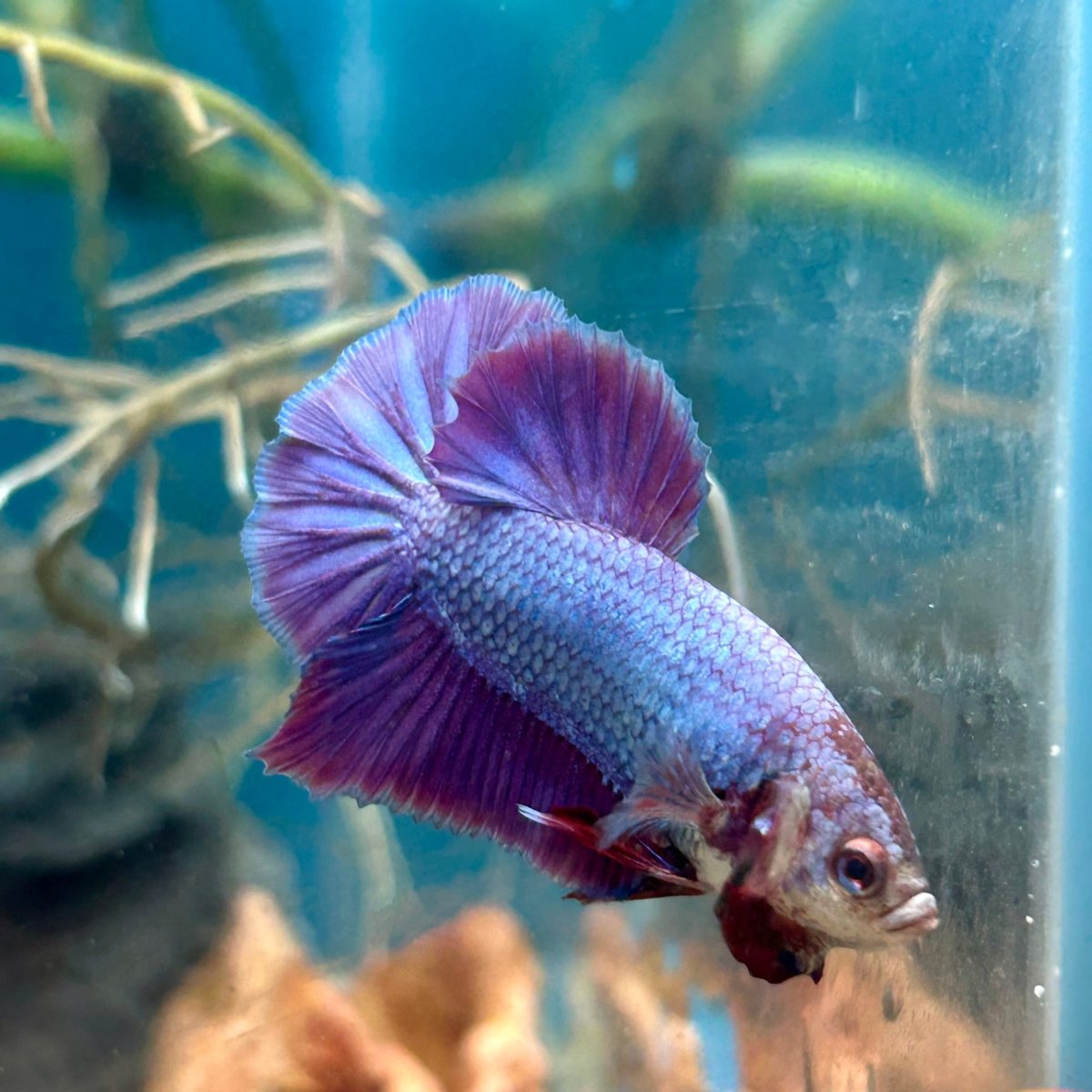 Purple Pink Plakat - Male Betta 181