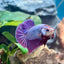 Purple Pink Plakat - Male Betta 181