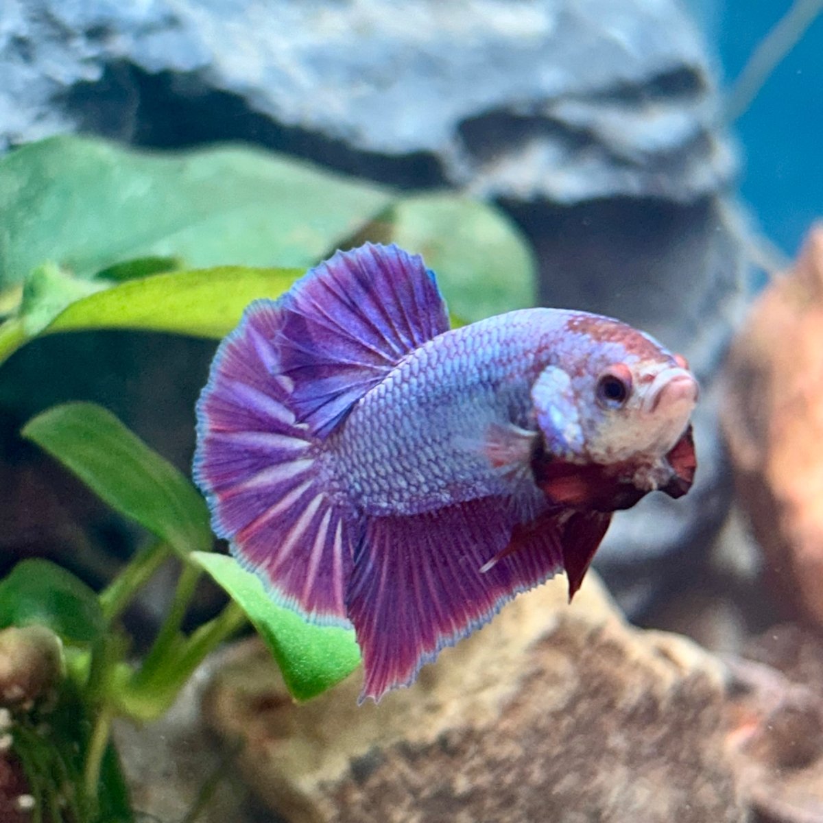Purple Pink Plakat - Male Betta 181