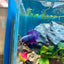 Purple Pink Plakat - Male Betta 181