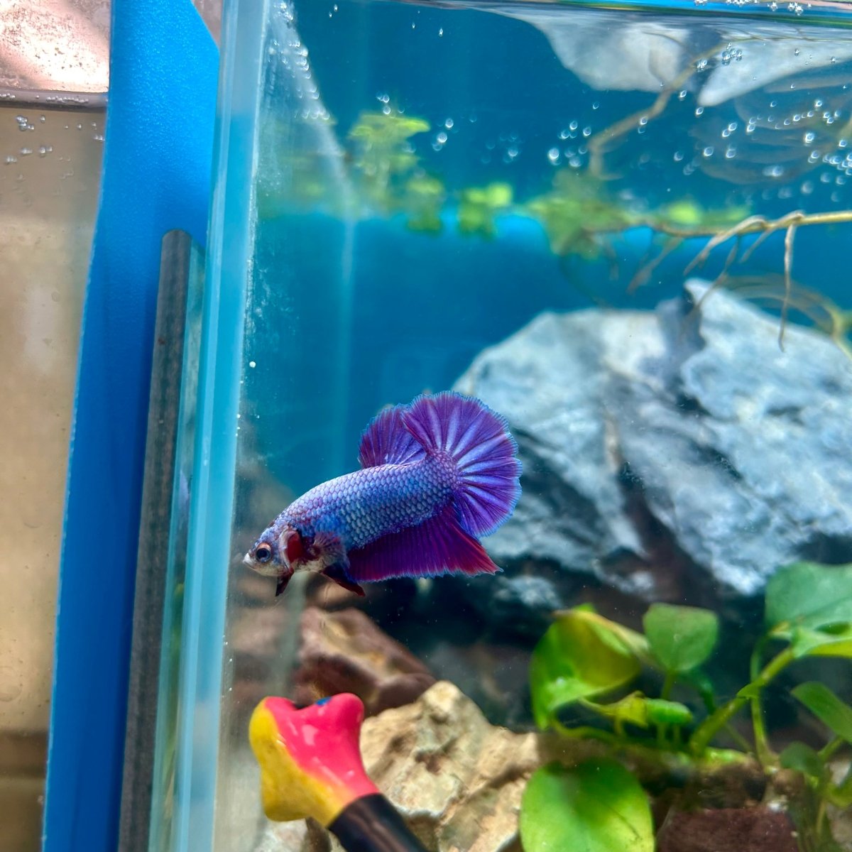 Purple Pink Plakat - Male Betta 181
