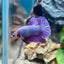 Purple Pink Plakat - Male Betta 181
