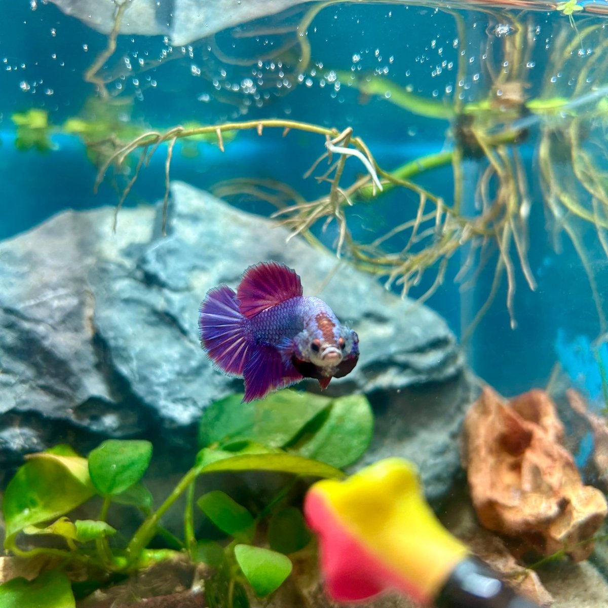 Purple Pink Plakat - Male Betta 181