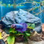 Purple Pink Plakat - Male Betta 181