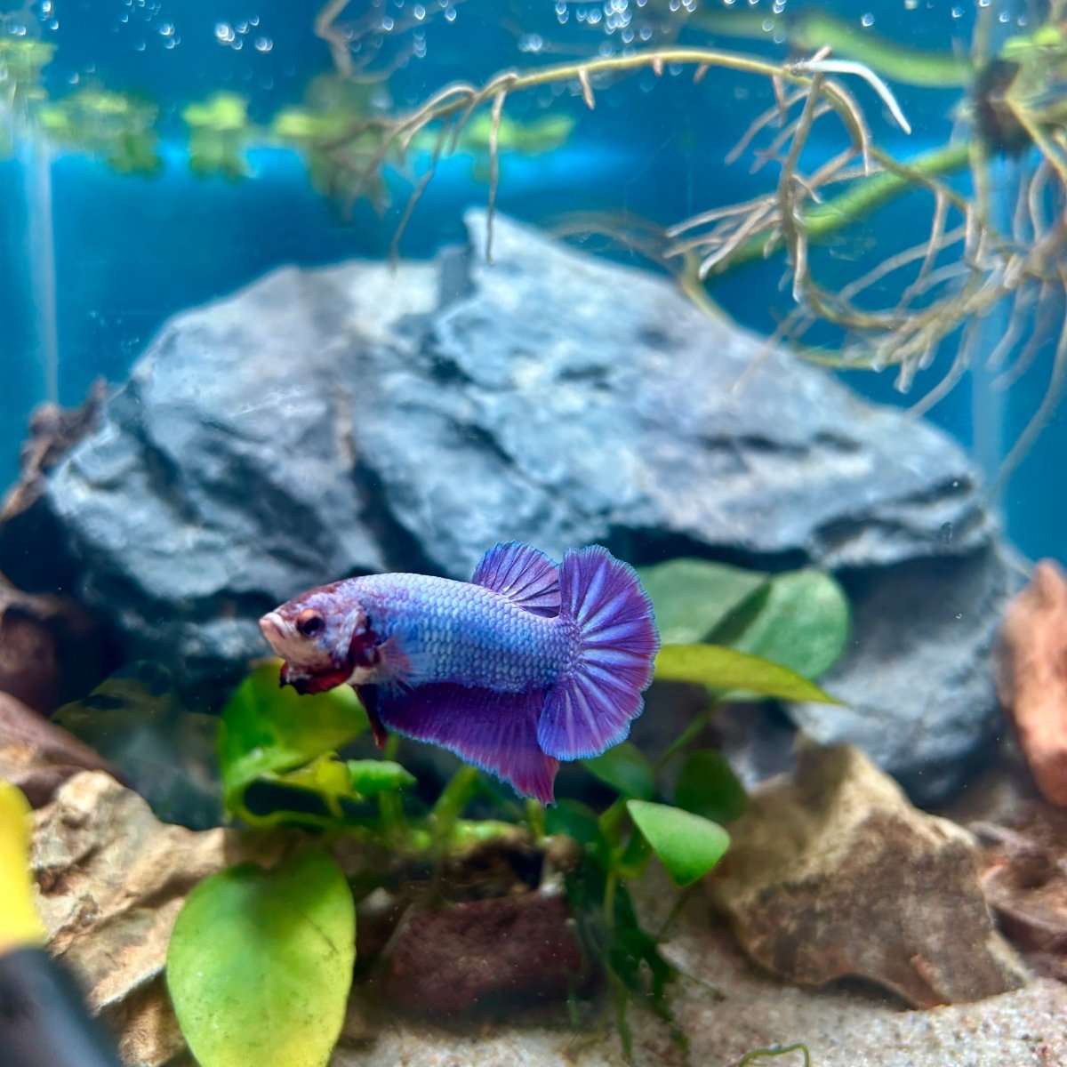 Purple Pink Plakat - Male Betta 181