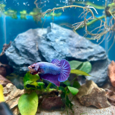 Purple Pink Plakat - Male Betta 181