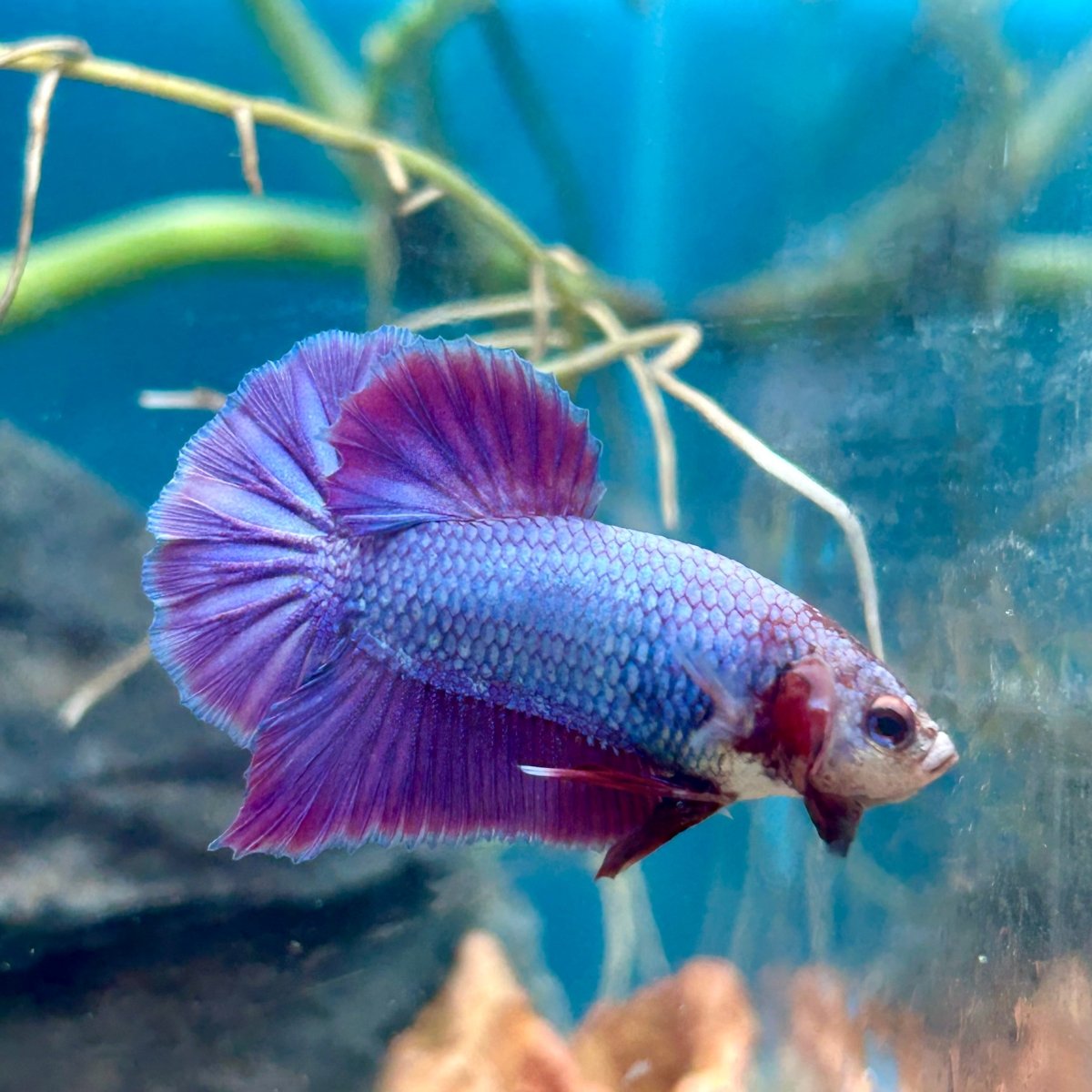 Purple Pink Plakat - Male Betta 181