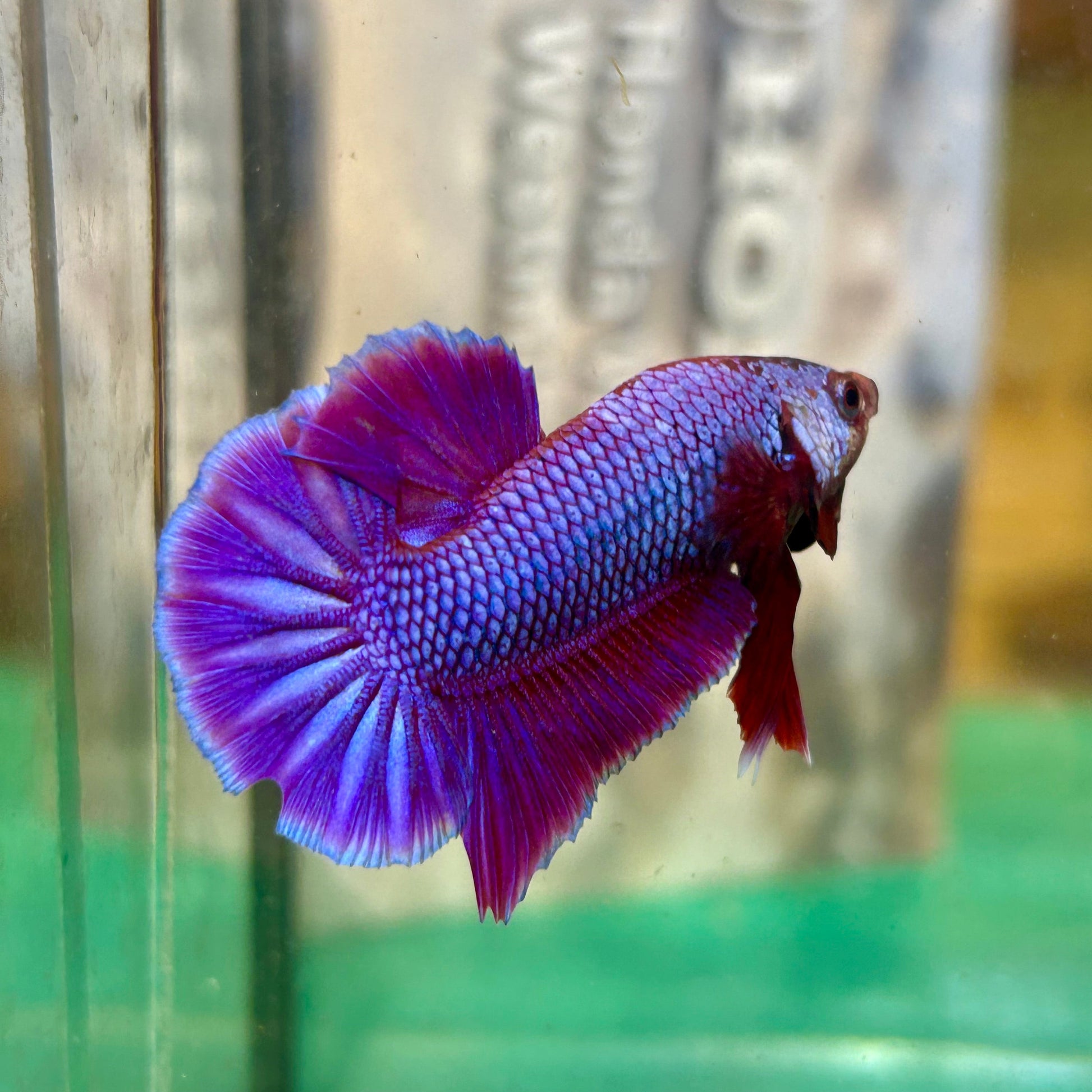 Purple Pink Plakat - Male Betta 69