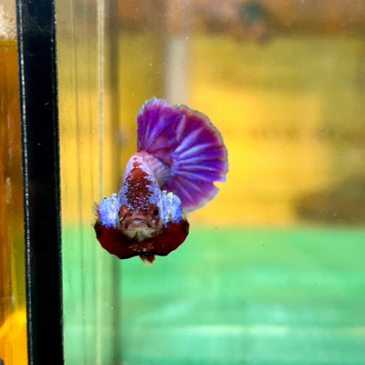 Purple Pink Plakat - Male Betta 69