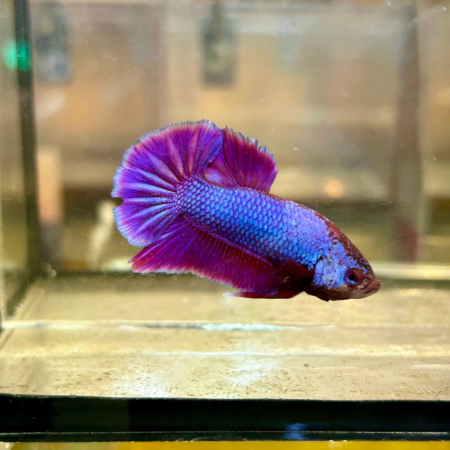 Purple Pink Plakat - Male Betta 69