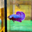 Purple Pink Plakat - Male Betta 69