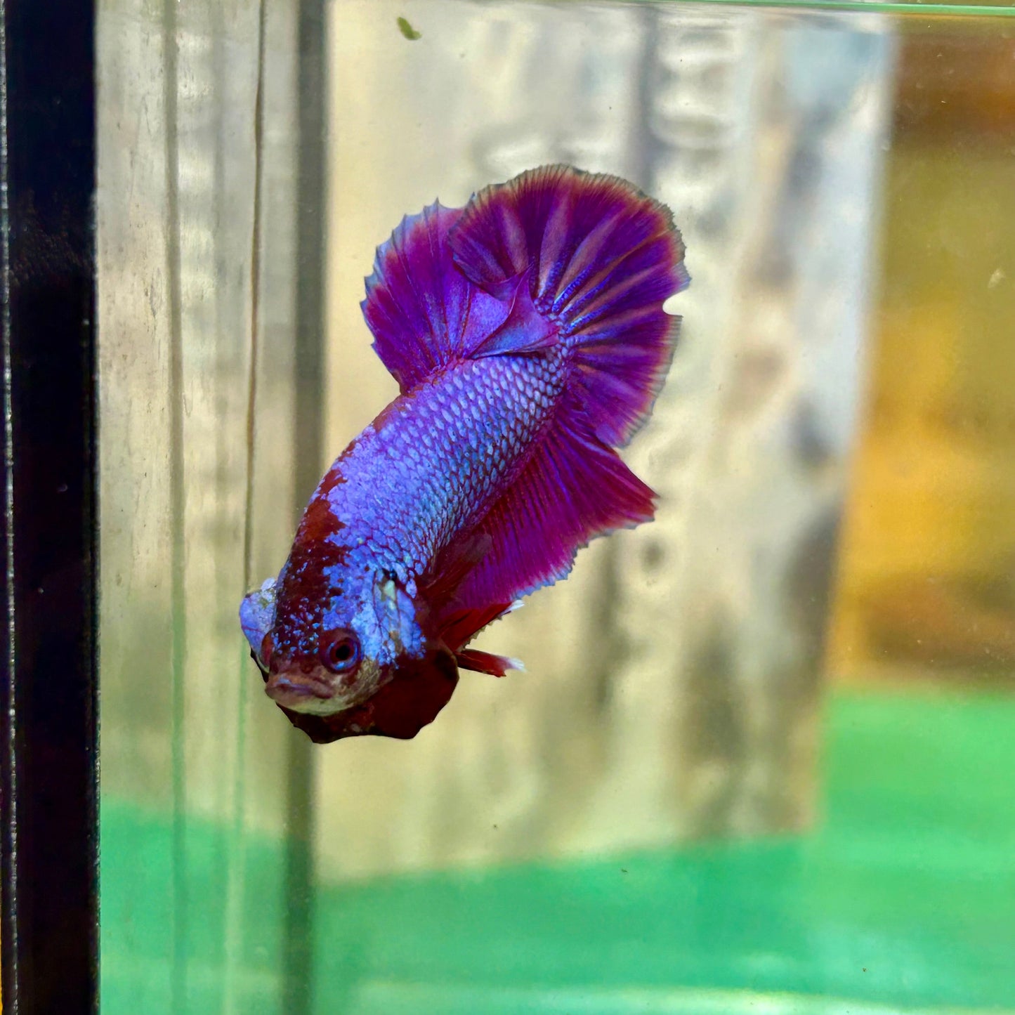 Purple Pink Plakat - Male Betta 69