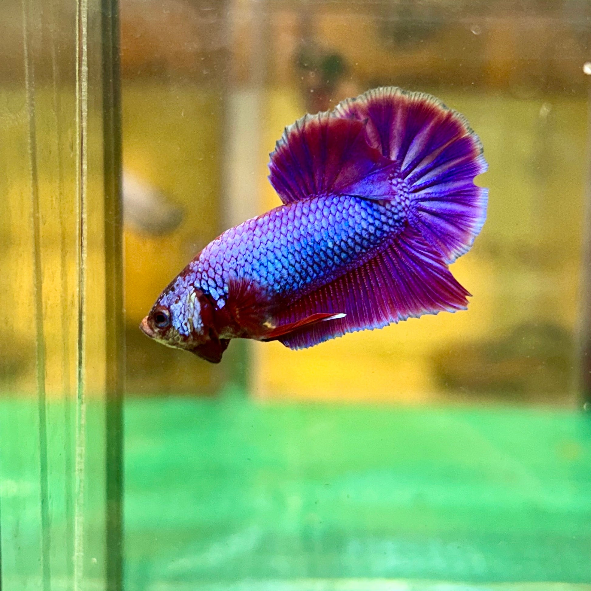 Purple Pink Plakat - Male Betta 69