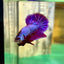 Purple Pink Plakat - Male Betta 69