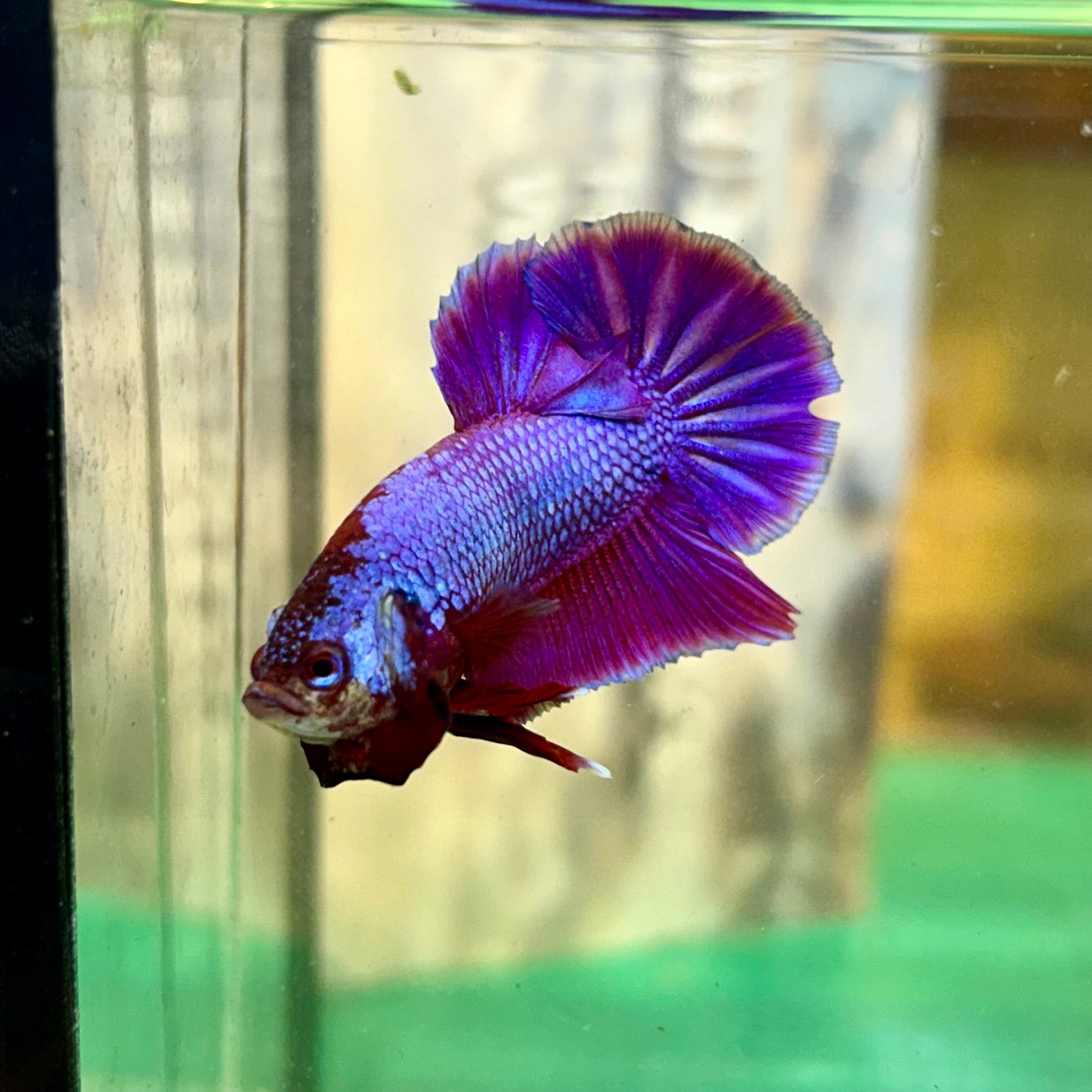 Purple Pink Plakat - Male Betta 69