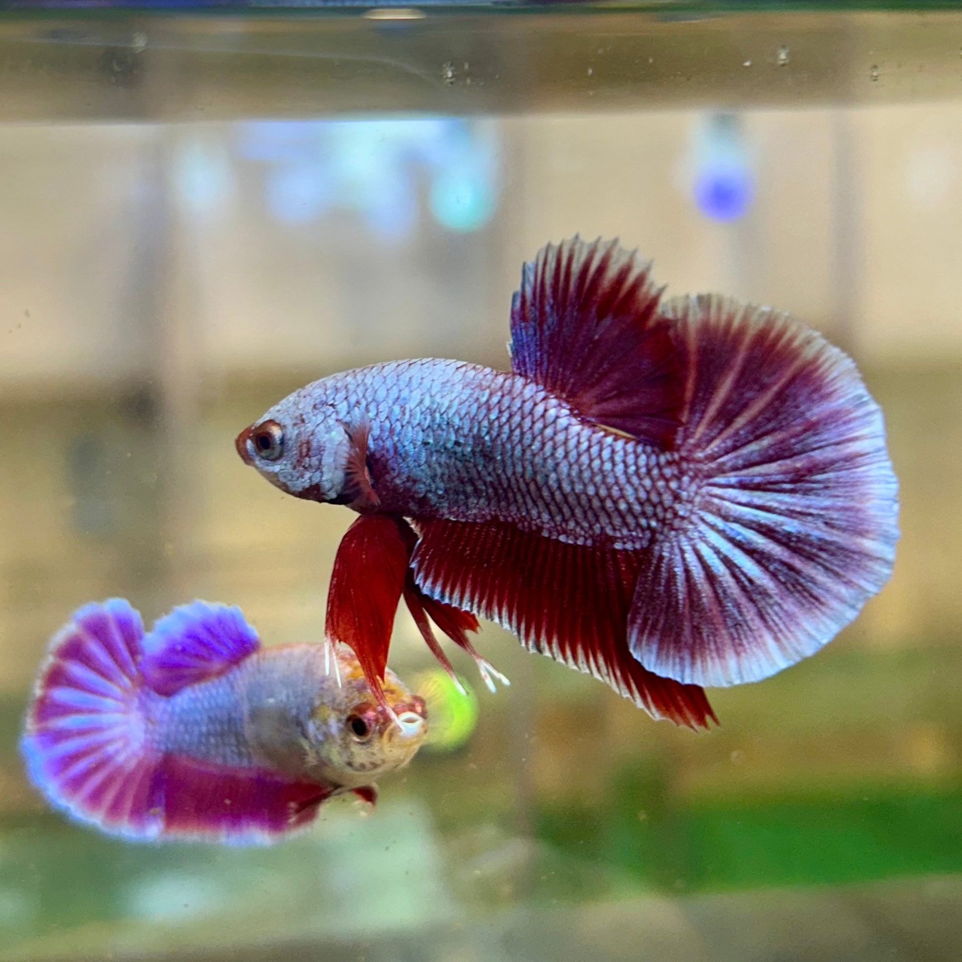 Purple Pink Plakat - Male Betta 81