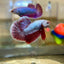 Purple Pink Plakat - Male Betta 81