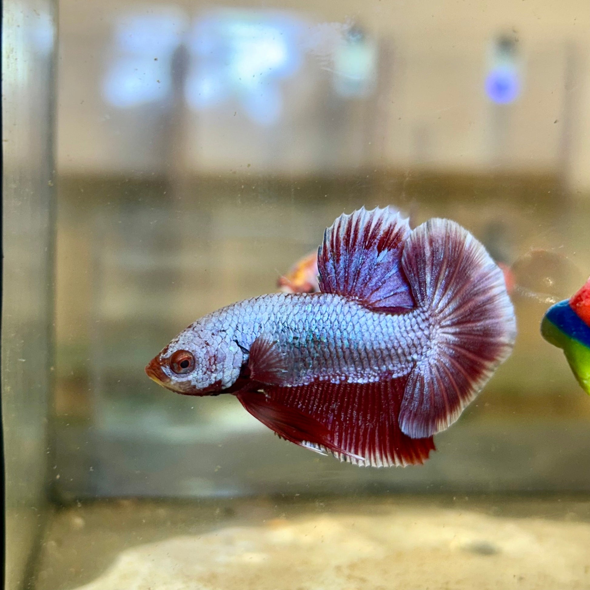 Purple Pink Plakat - Male Betta 81