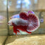 Purple Pink Plakat - Male Betta 81