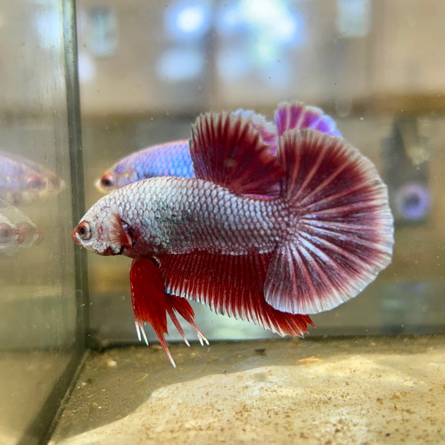 Purple Pink Plakat - Male Betta 81