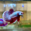 Purple Pink Plakat - Male Betta 81