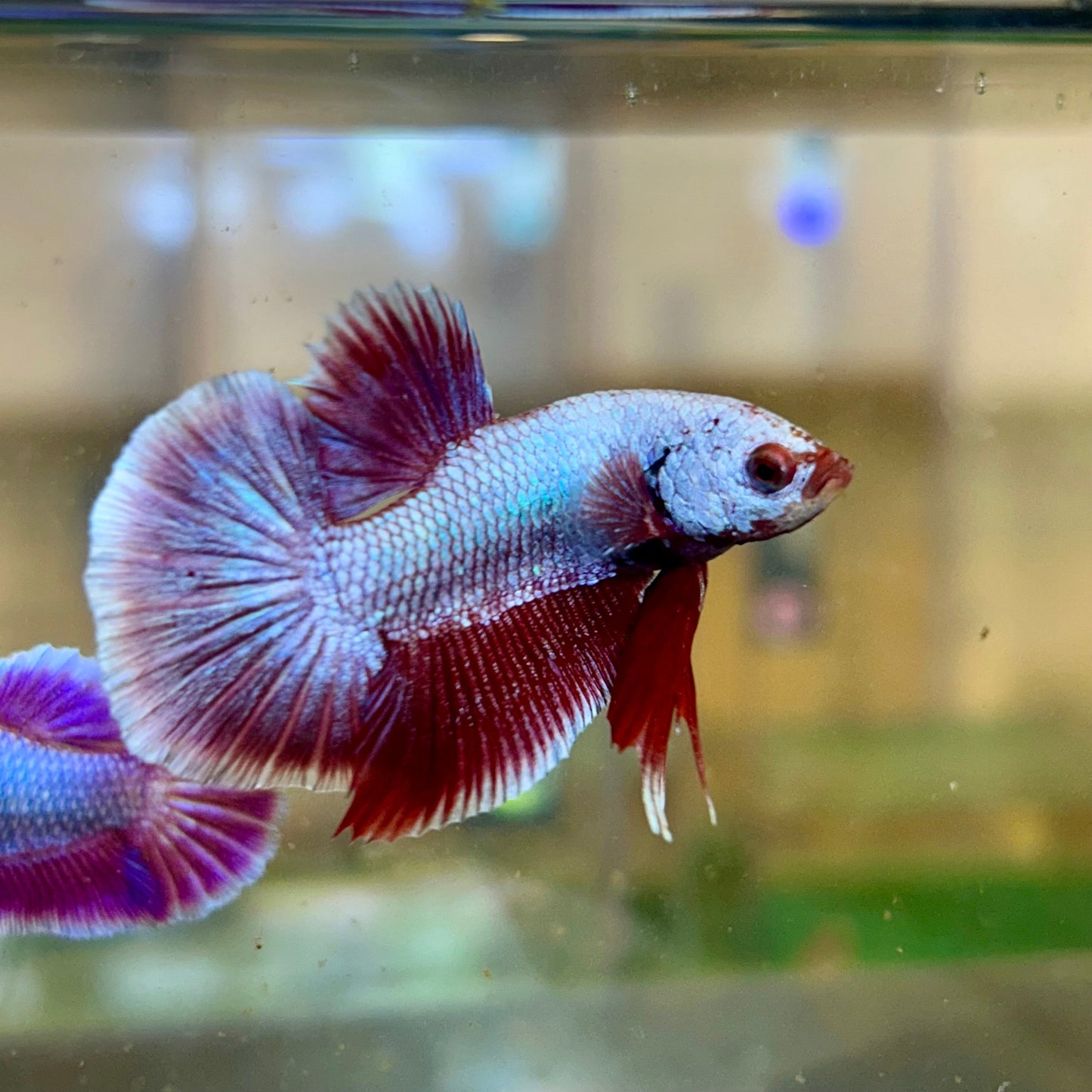 Purple Pink Plakat - Male Betta 81