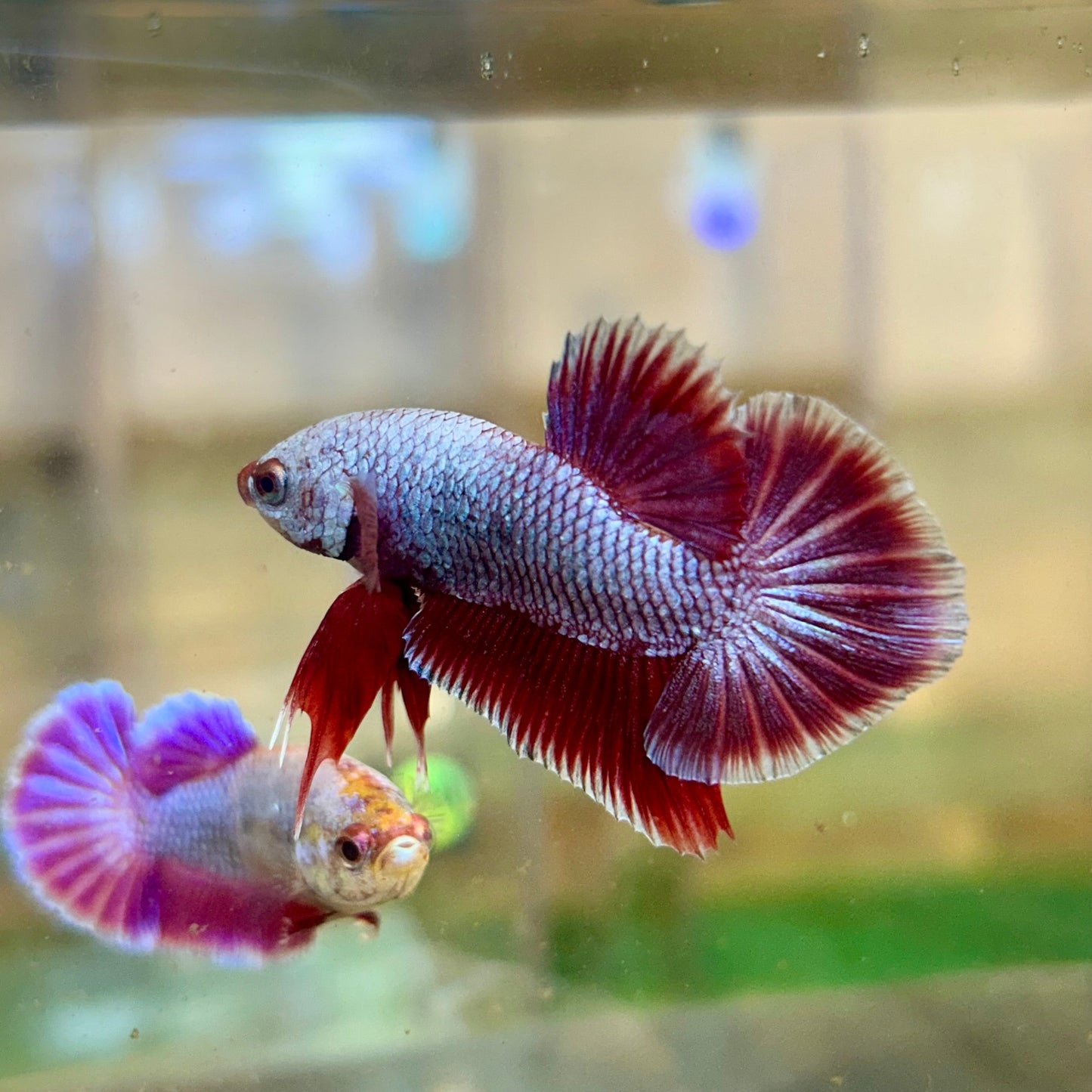 Purple Pink Plakat - Male Betta 81