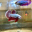 Purple Pink Plakat - Male Betta 81