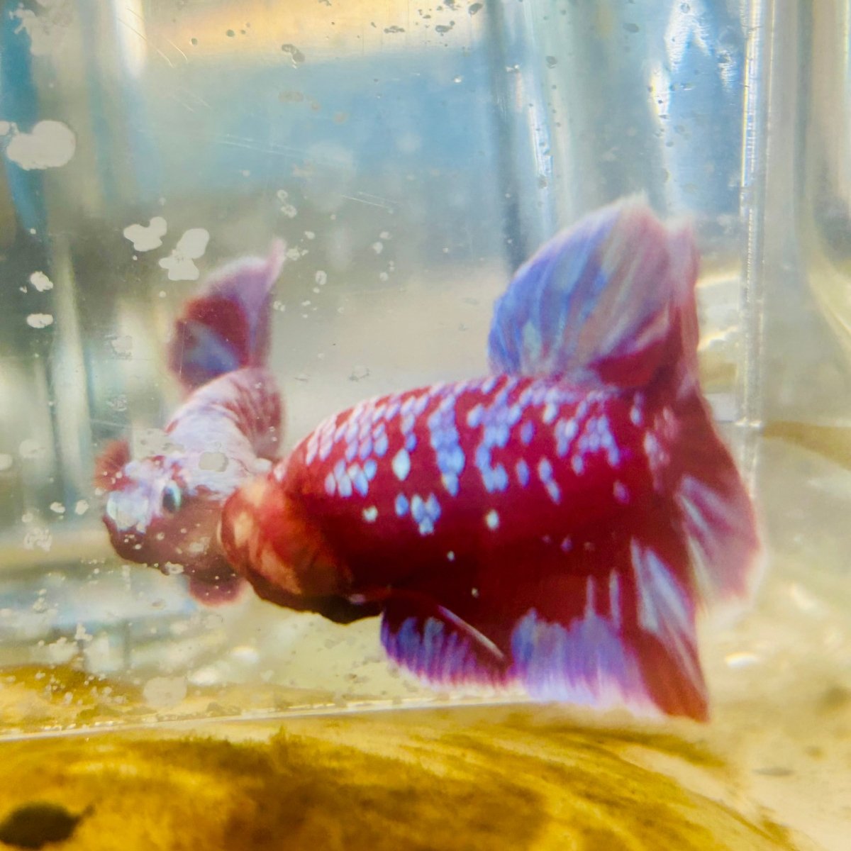 Purple Red Koi Galaxy Plakat - Male Betta #011