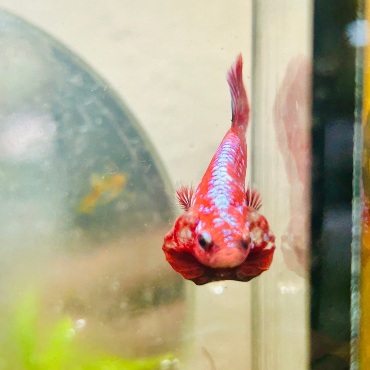 Purple Red Koi Galaxy Plakat - Male Betta #011